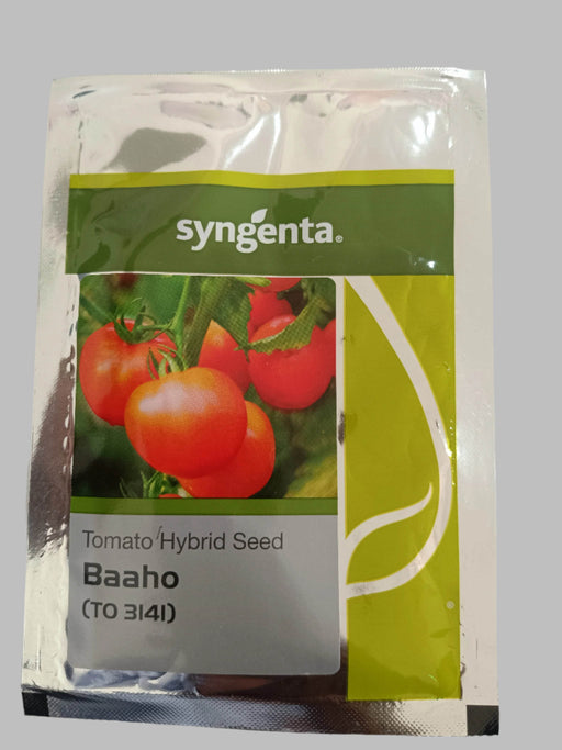 Baaho (TO 3141) F1 Hybrid Tomato (Syngenta) - Farmers Stop