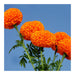 Super Orange F1 Hybrid Marigold (East West Seeds) - Farmers Stop