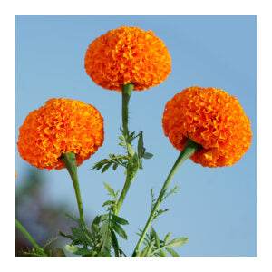 Super Orange F1 Hybrid Marigold (East West Seeds) - Farmers Stop