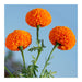 Super Orange F1 Hybrid Marigold (East West Seeds) - Farmers Stop