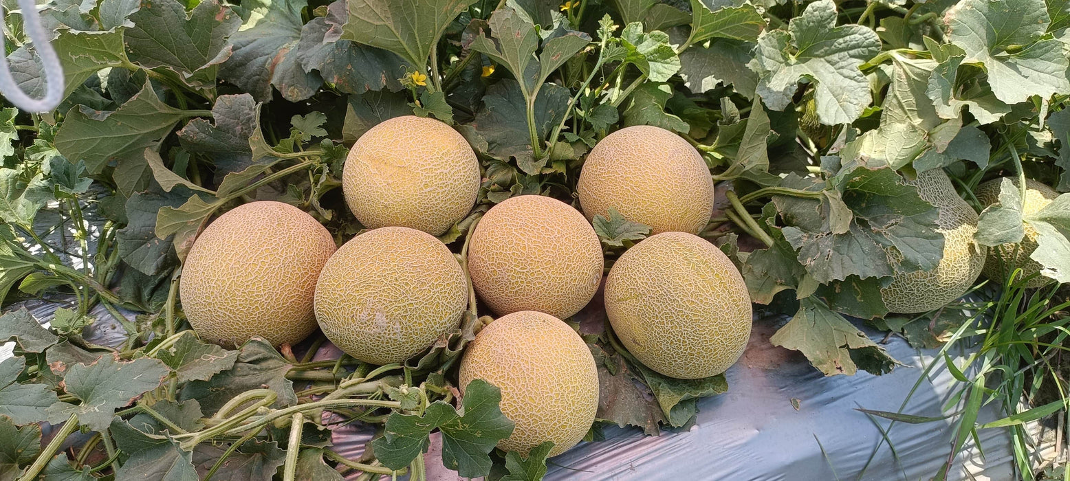 Kissane F1 Hybrid Muskmelon (BASF-Nunhems) - Farmers Stop