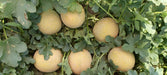 Kissane F1 Hybrid Muskmelon (BASF-Nunhems) - Farmers Stop