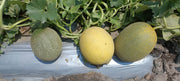 Kissane F1 Hybrid Muskmelon (BASF-Nunhems) - Farmers Stop