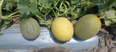 Kissane F1 Hybrid Muskmelon (BASF-Nunhems) - Farmers Stop
