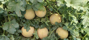 Kissane F1 Hybrid Muskmelon (BASF-Nunhems) - Farmers Stop