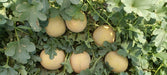 Kissane F1 Hybrid Muskmelon (BASF-Nunhems) - Farmers Stop