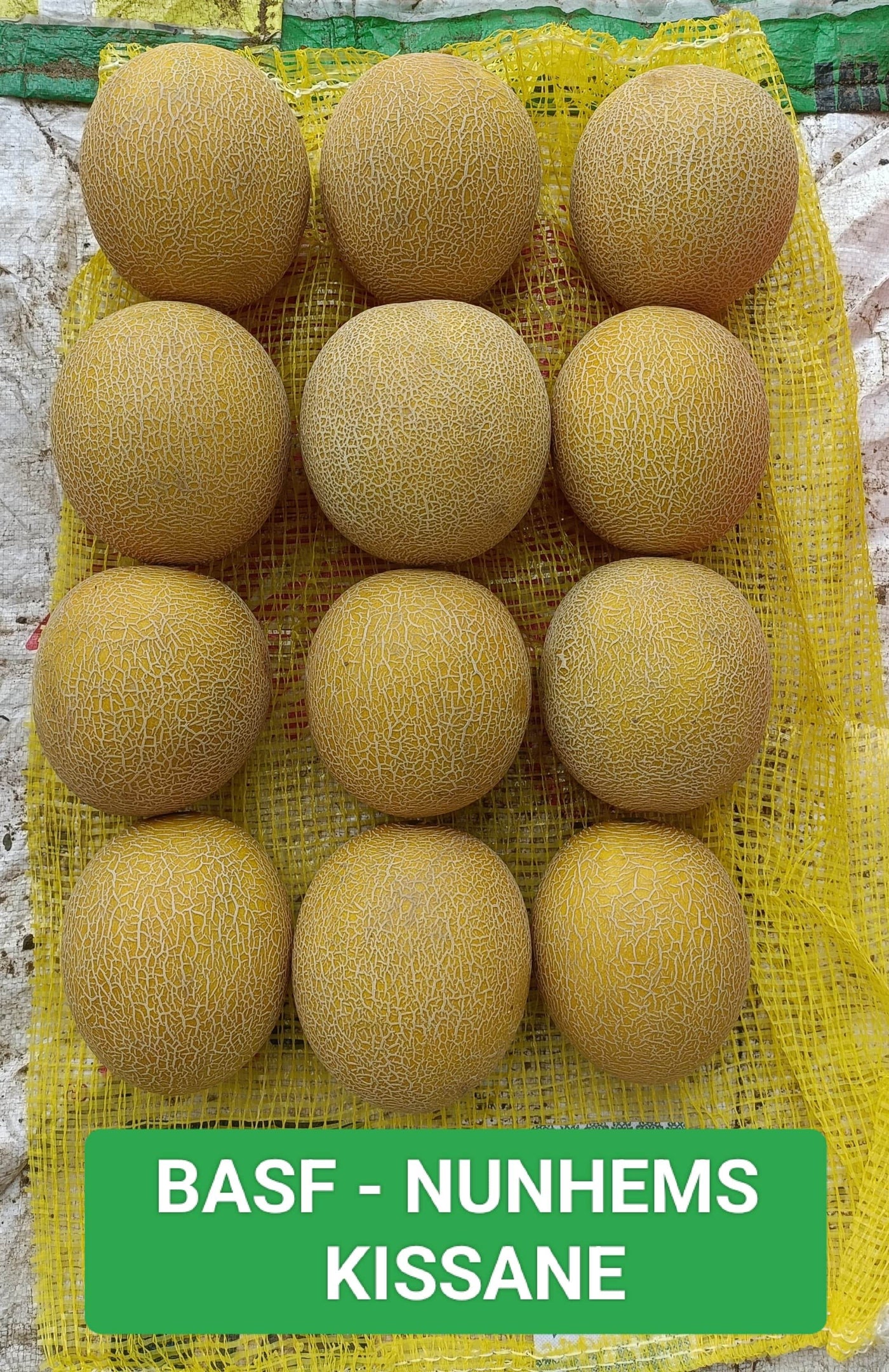 Kissane F1 Hybrid Muskmelon (BASF-Nunhems) - Farmers Stop