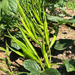 Guar Cluster Beans Quality Seeds (Garden Festival) - Farmers Stop