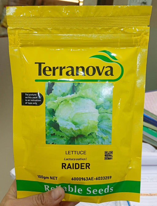 Raider Iceberg Lettuce (Terranova Seeds) - Farmers Stop