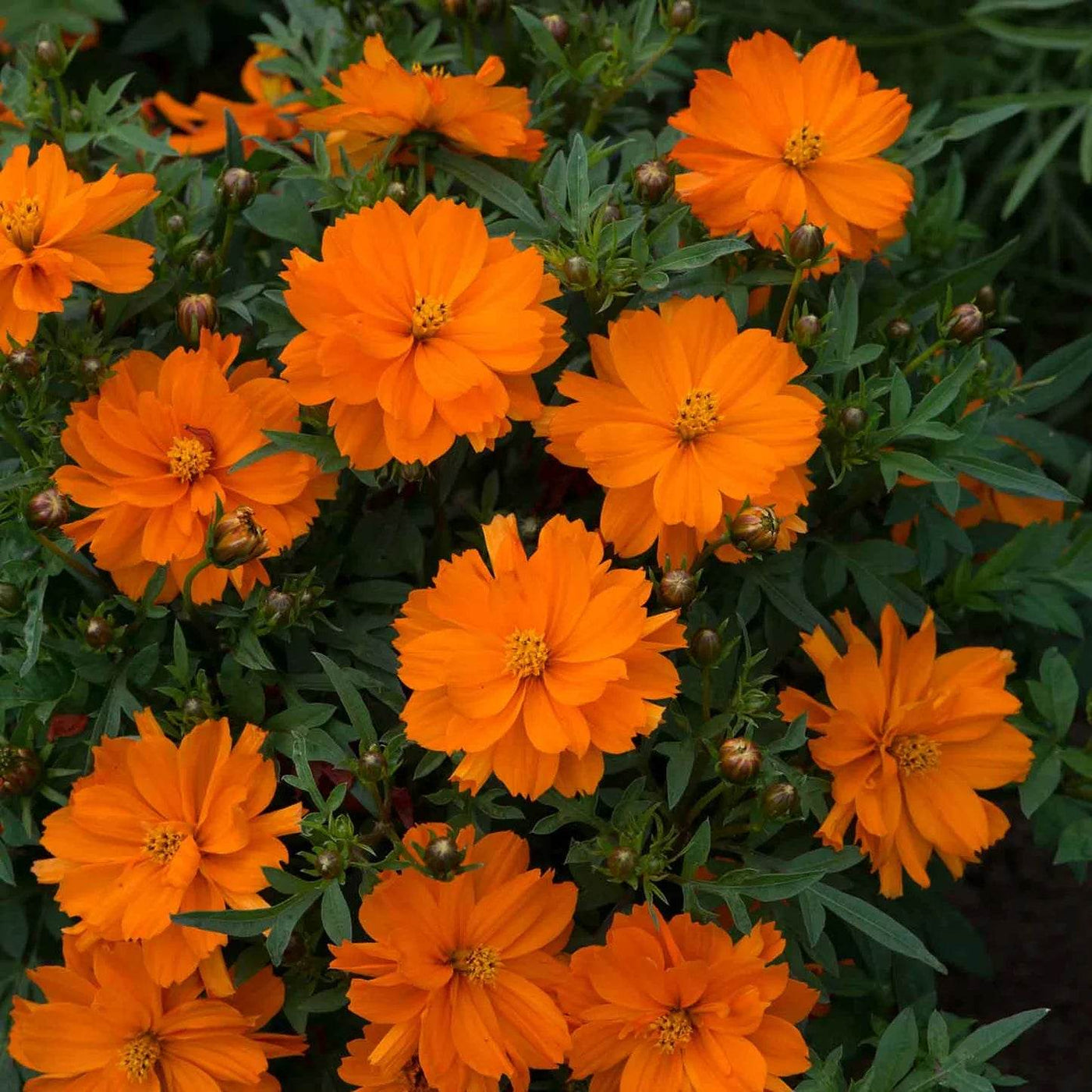 Cosmos Sulphureus ‘Mandarin’ – Orange Blooms (PanAmerican) - Farmers Stop