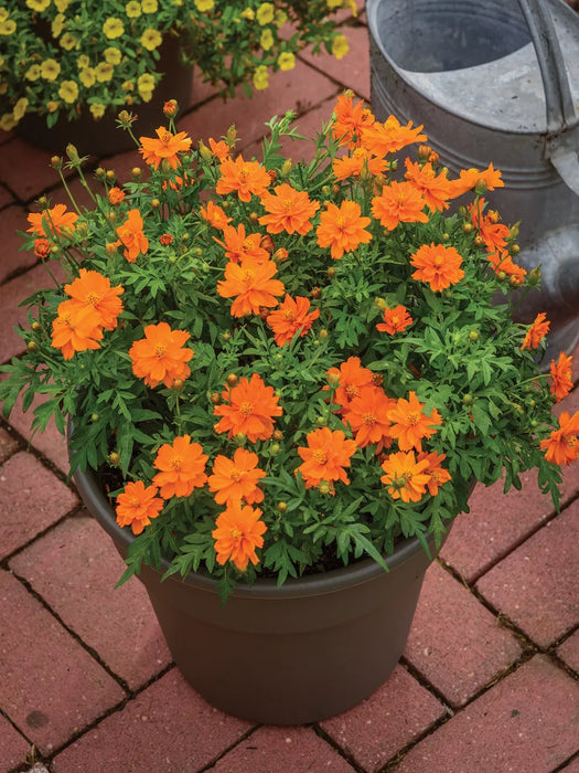 Cosmos Sulphureus ‘Mandarin’ – Orange Blooms (PanAmerican) - Farmers Stop