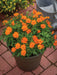 Cosmos Sulphureus ‘Mandarin’ – Orange Blooms (PanAmerican) - Farmers Stop