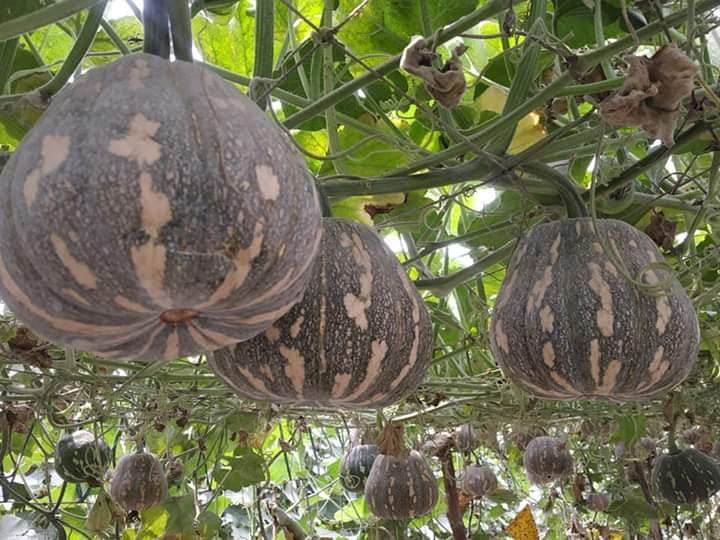Winter Squash Hybrid Quality (Garden Festival) - Farmers Stop