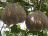 Winter Squash Hybrid Quality (Garden Festival) - Farmers Stop