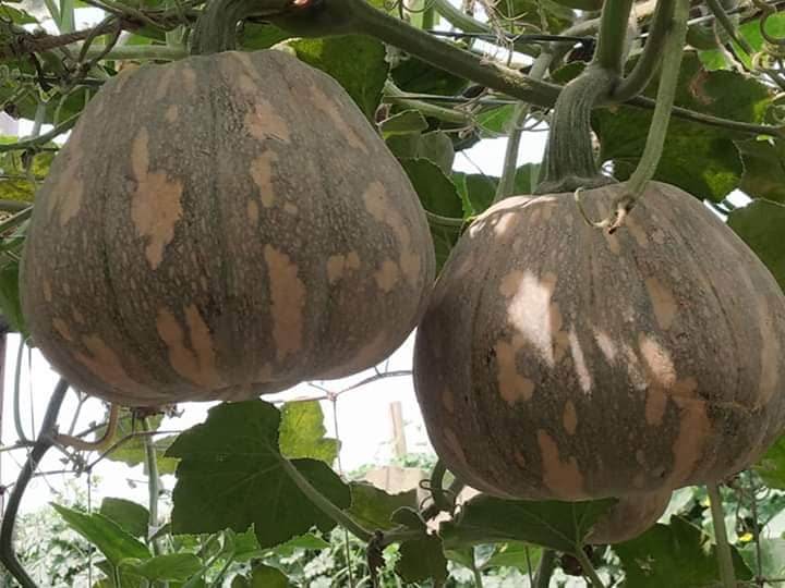 Winter Squash Hybrid Quality (Garden Festival) - Farmers Stop