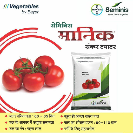 Manik /मानिक F1 Hybrid Tomato (Seminis) - Farmers Stop