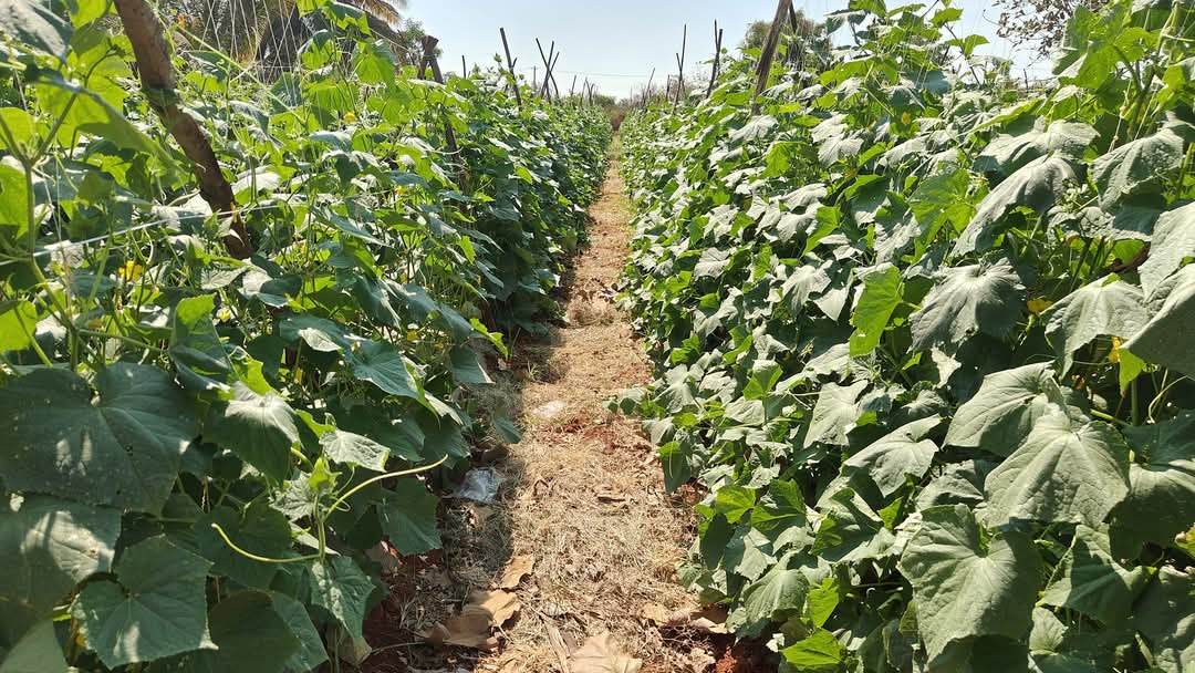 Blessy F1 Hybrid Cucumber (BASF | Nunhems) - Farmers Stop