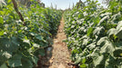 Blessy F1 Hybrid Cucumber (BASF | Nunhems) - Farmers Stop