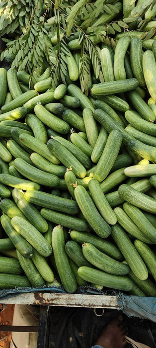 Blessy F1 Hybrid Cucumber (BASF | Nunhems) - Farmers Stop
