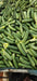 Blessy F1 Hybrid Cucumber (BASF | Nunhems) - Farmers Stop