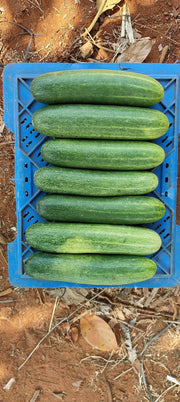 Blessy F1 Hybrid Cucumber (BASF | Nunhems) - Farmers Stop