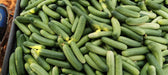 Blessy F1 Hybrid Cucumber (BASF | Nunhems) - Farmers Stop