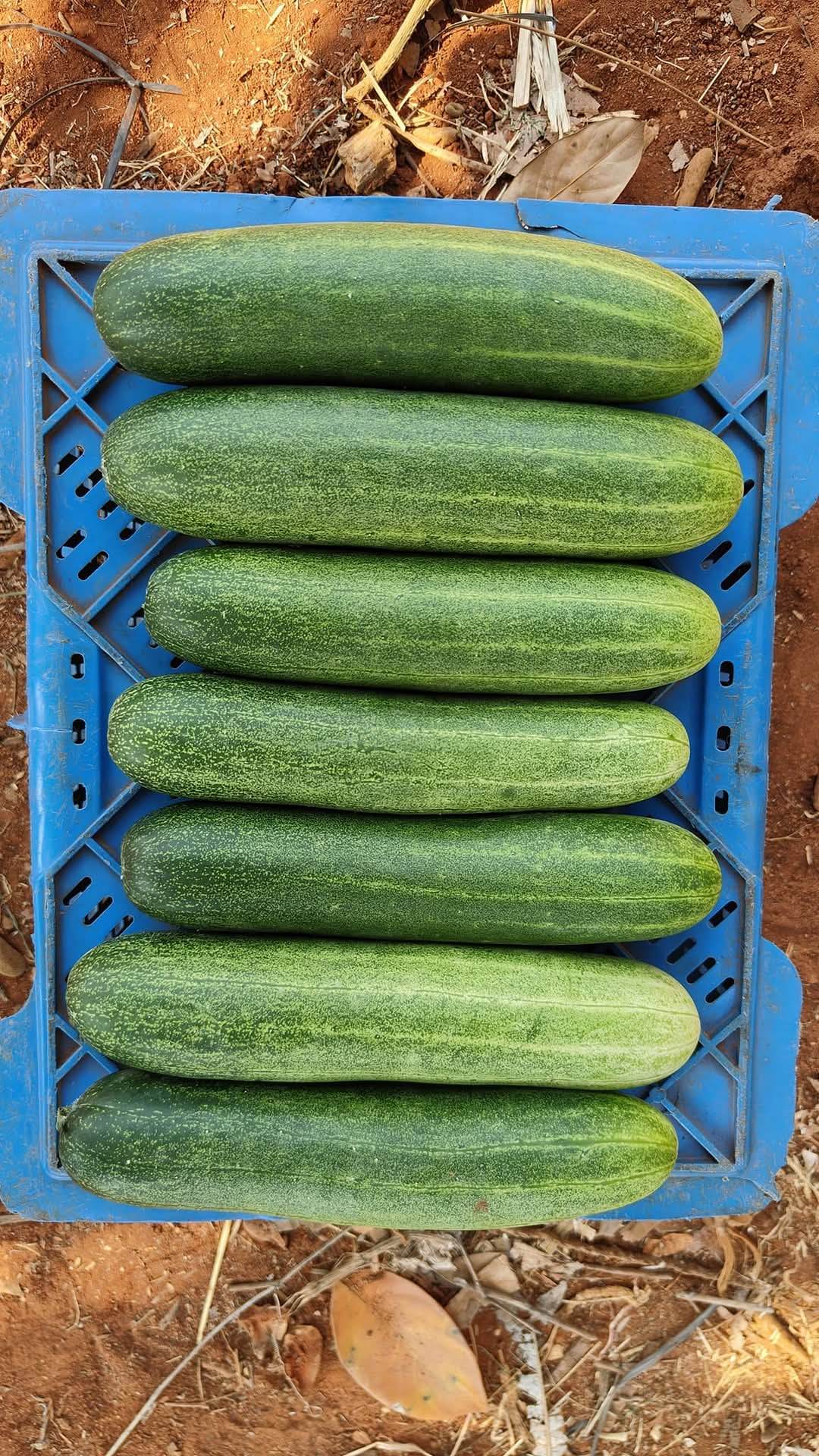 Blessy F1 Hybrid Cucumber (BASF | Nunhems) - Farmers Stop