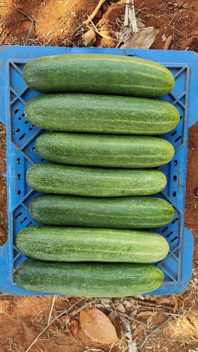 Blessy F1 Hybrid Cucumber (BASF | Nunhems) - Farmers Stop