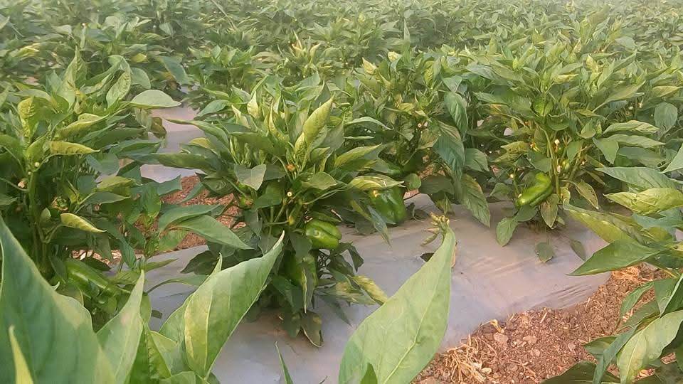 Indra/इंद्रा F1 Hybrid Capsicum (Syngenta) - Farmers Stop