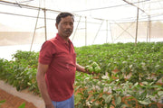 Indra/इंद्रा F1 Hybrid Capsicum (Syngenta) - Farmers Stop