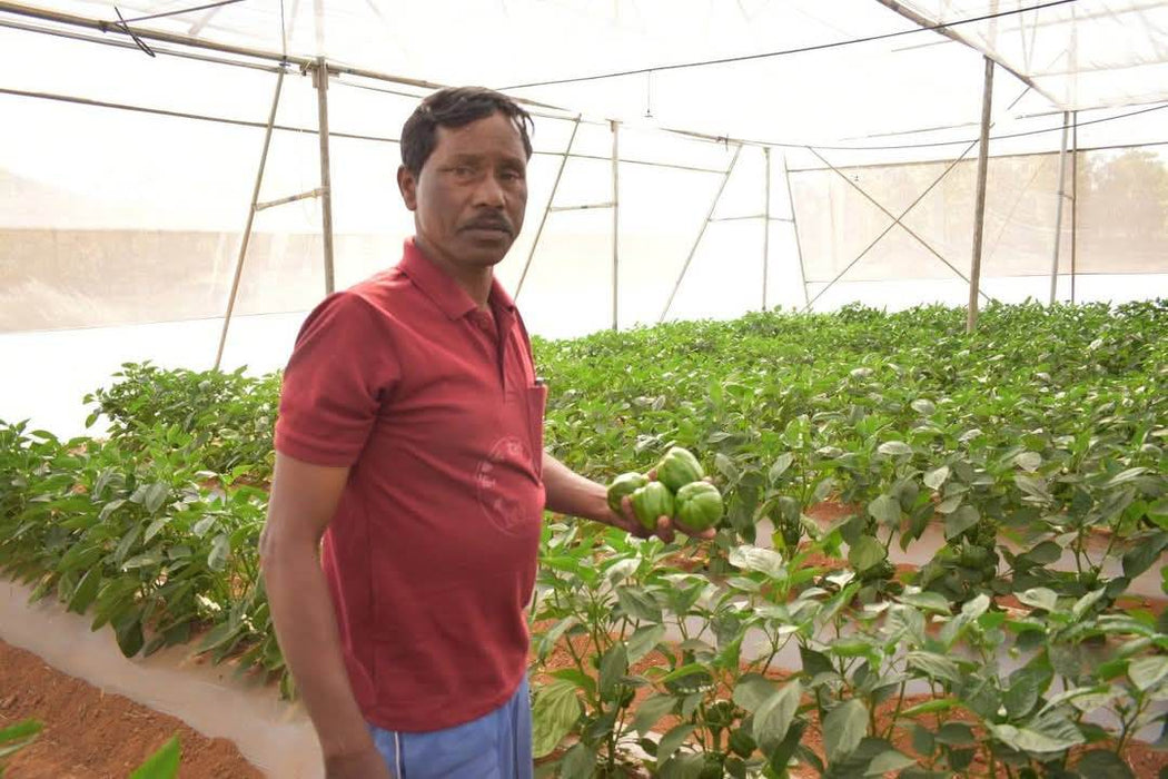 Indra/इंद्रा F1 Hybrid Capsicum (Syngenta) - Farmers Stop