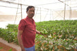 Indra/इंद्रा F1 Hybrid Capsicum (Syngenta) - Farmers Stop