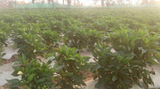 Indra/इंद्रा F1 Hybrid Capsicum (Syngenta) - Farmers Stop