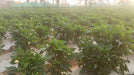 Indra/इंद्रा F1 Hybrid Capsicum (Syngenta) - Farmers Stop