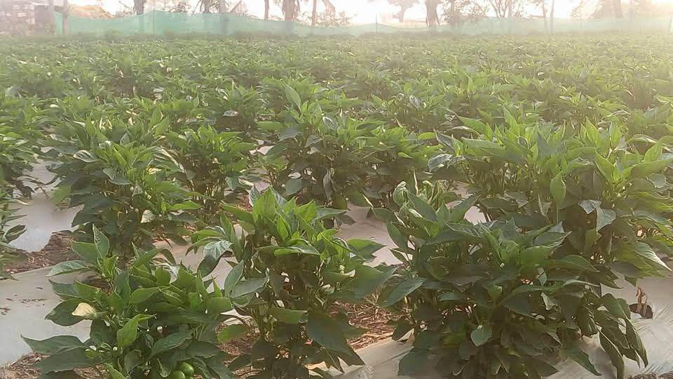 Indra/इंद्रा F1 Hybrid Capsicum (Syngenta) - Farmers Stop