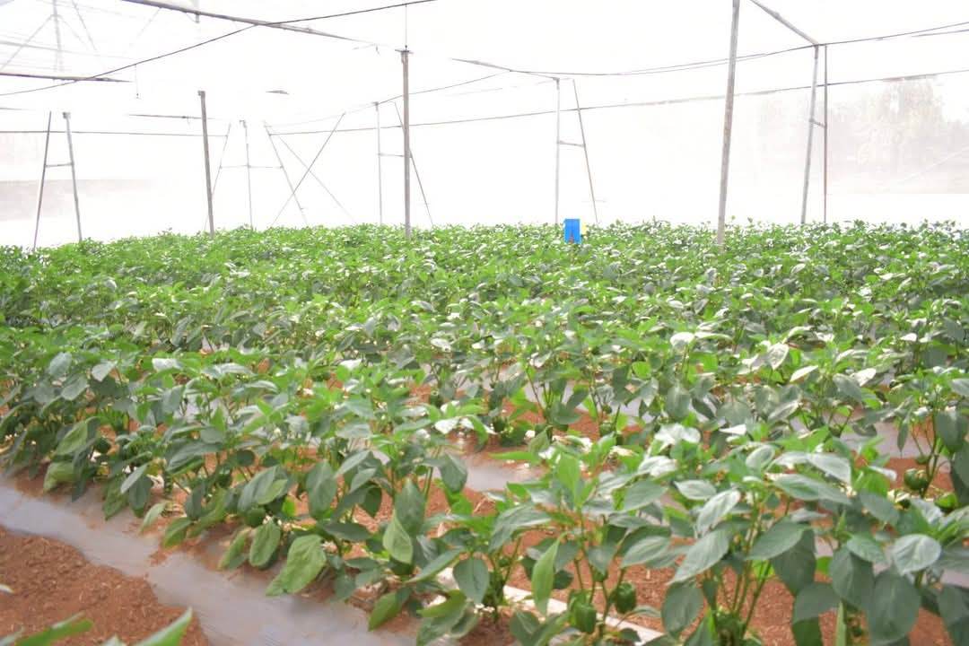 Indra/इंद्रा F1 Hybrid Capsicum (Syngenta) - Farmers Stop