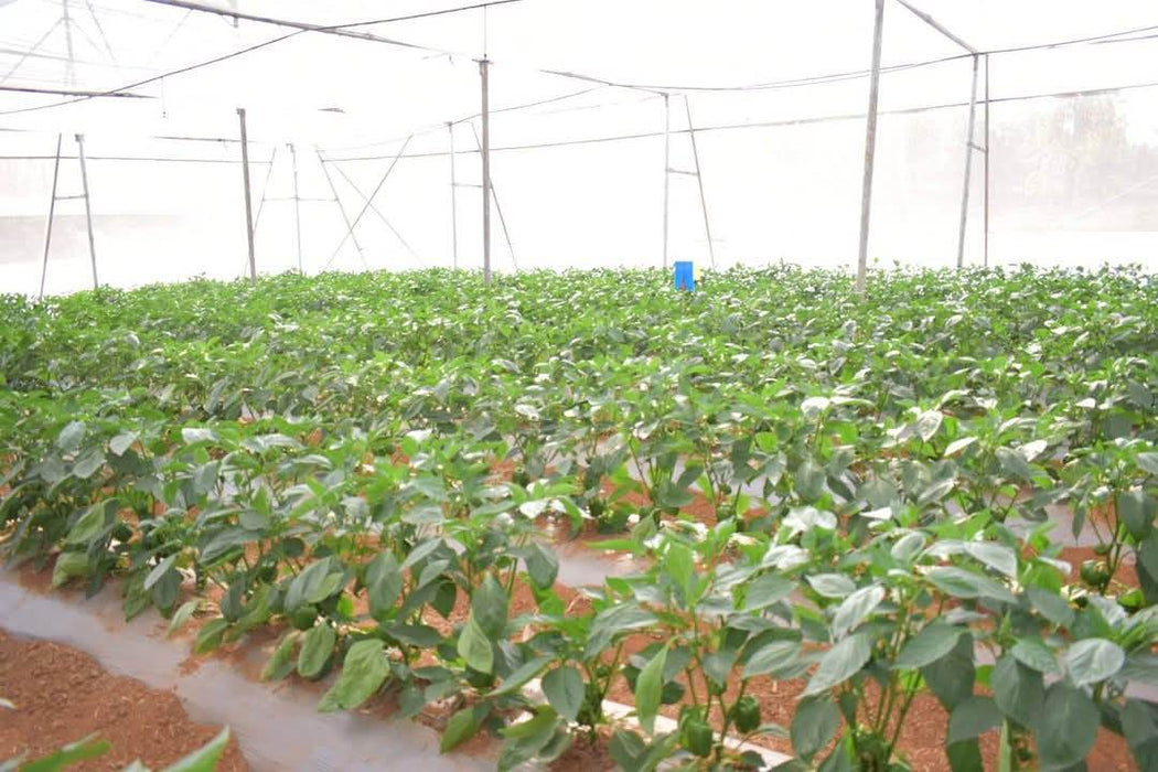 Indra/इंद्रा F1 Hybrid Capsicum (Syngenta) - Farmers Stop