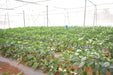 Indra/इंद्रा F1 Hybrid Capsicum (Syngenta) - Farmers Stop