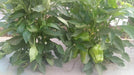 Indra/इंद्रा F1 Hybrid Capsicum (Syngenta) - Farmers Stop
