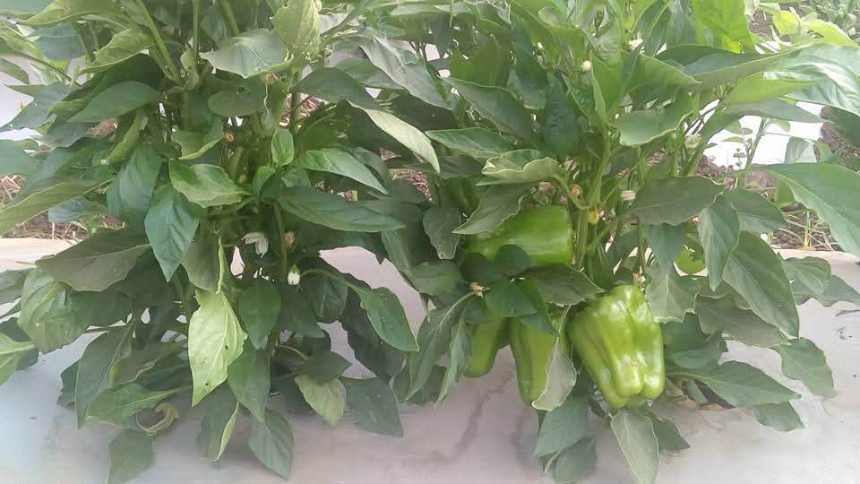 Indra/इंद्रा F1 Hybrid Capsicum (Syngenta) - Farmers Stop