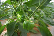 Indra/इंद्रा F1 Hybrid Capsicum (Syngenta) - Farmers Stop
