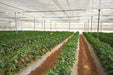 Indra/इंद्रा F1 Hybrid Capsicum (Syngenta) - Farmers Stop