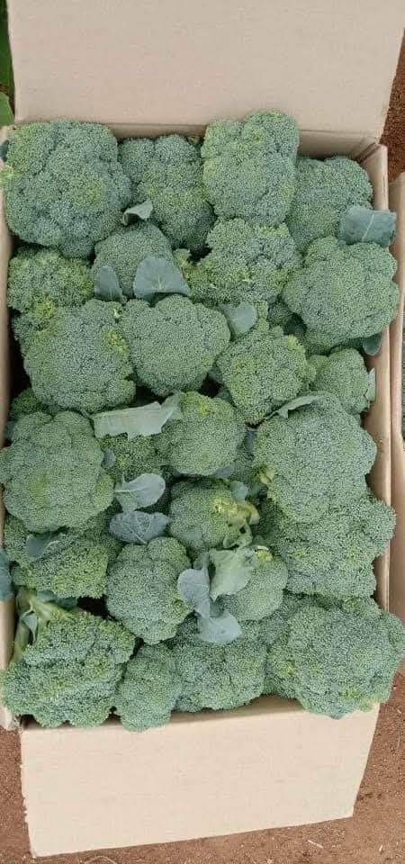 Saki F1 Hybrid Broccoli (Sakata) - Farmers Stop