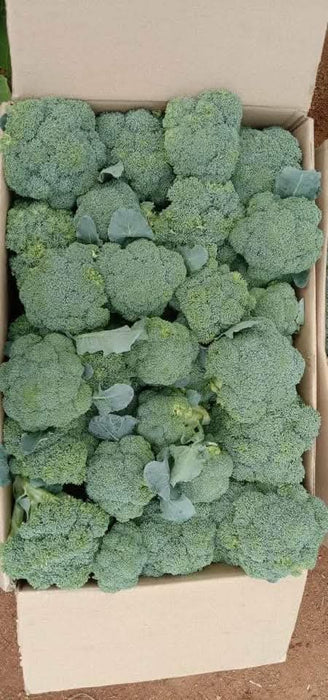 Saki F1 Hybrid Broccoli (Sakata) - Farmers Stop