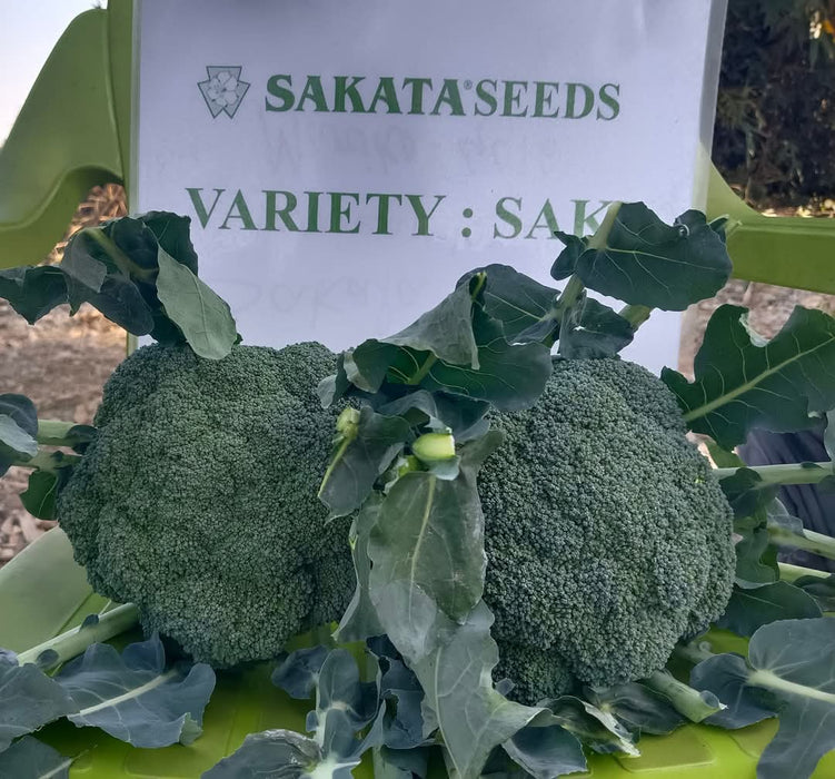 Saki F1 Hybrid Broccoli (Sakata) - Farmers Stop
