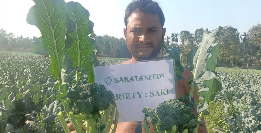 Saki F1 Hybrid Broccoli (Sakata) - Farmers Stop