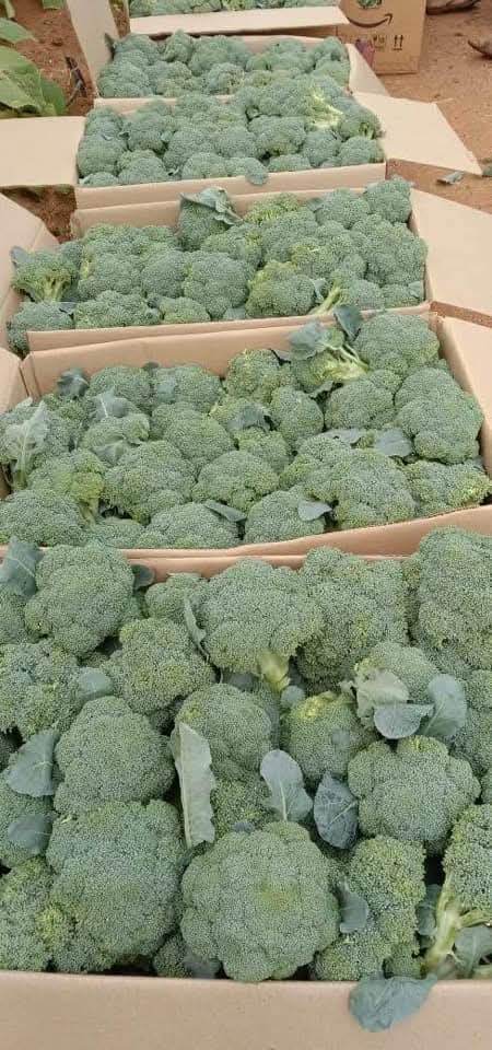 Saki F1 Hybrid Broccoli (Sakata) - Farmers Stop