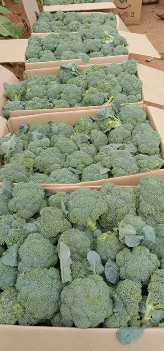 Saki F1 Hybrid Broccoli (Sakata) - Farmers Stop