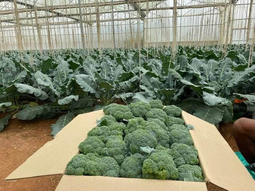 Saki F1 Hybrid Broccoli (Sakata) - Farmers Stop
