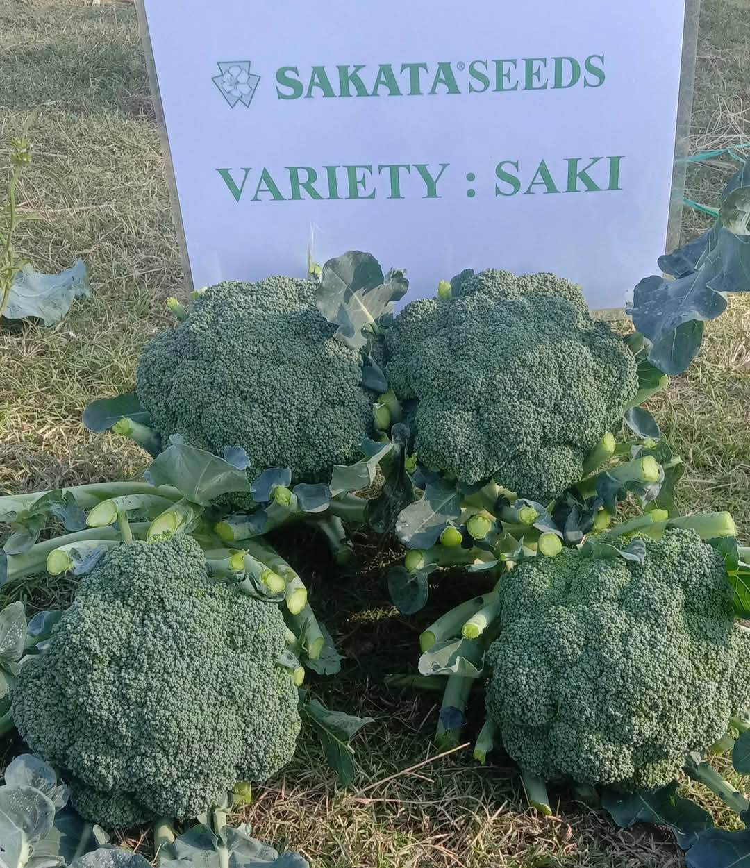 Saki F1 Hybrid Broccoli (Sakata) - Farmers Stop